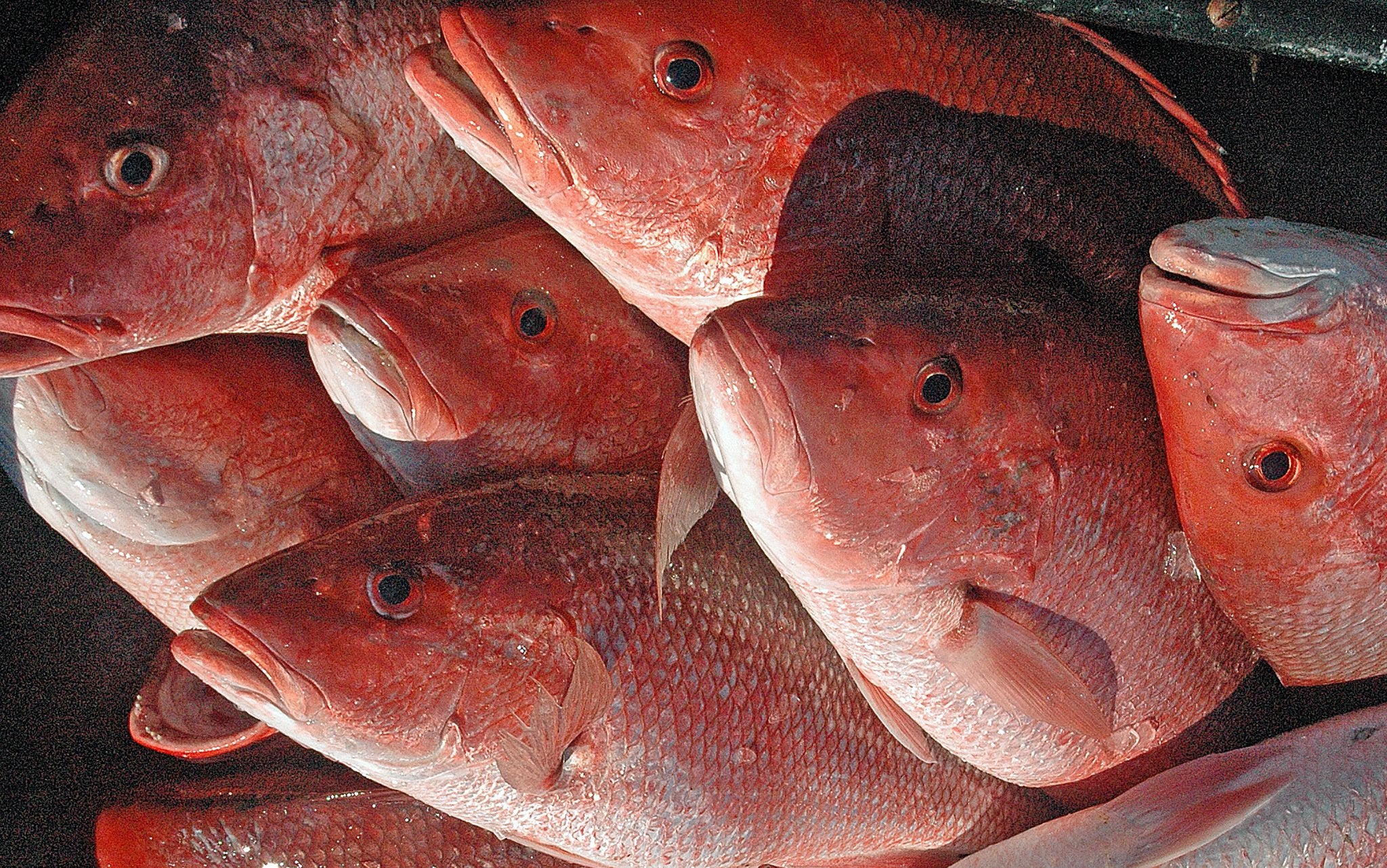 Alabama Red Snapper Season 2025